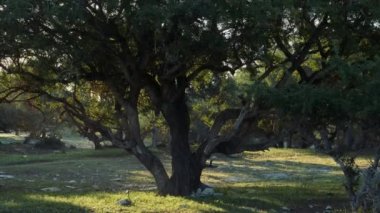 Argan forest at sunrise. Backlit. The Argan trees are cultivated for the famous Argan oil that is produced from the kernel of the nuts.