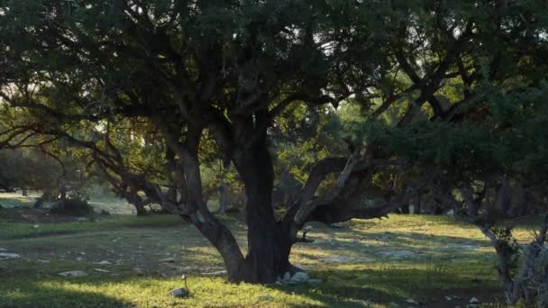 Argan Forest Sunrise Backlit Argan Trees Cultivated Famous Argan Oil — Stock video