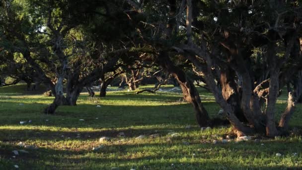 Arganwald Bei Sonnenaufgang Stimmungsvolle Landschaft Die Arganbäume Werden Für Das — Stockvideo