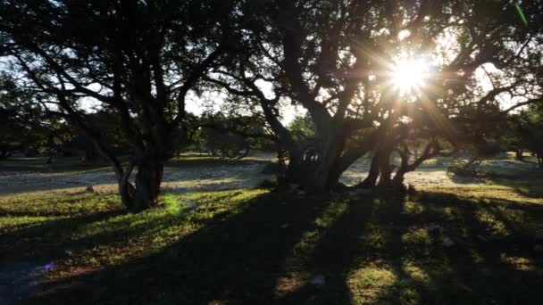 Bosque Argán Amanecer Ambiente Relajante Relajante Relajante Bienestar Baño Bosque — Vídeo de stock