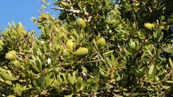 Nahaufnahme Eines Arganbaums Mit Nüssen Der Baum Wird Für Das — Stockvideo