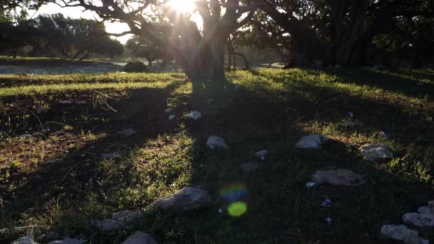 Arganwald Bei Sonnenaufgang Hinterleuchtete Entspannende Beruhigende Atmosphäre Die Arganbäume Werden — Stockvideo