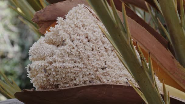 Мужчина Пальмовый Цветок Пчелами Опыление Экологические Кадры Природы — стоковое видео