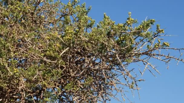青い空にナッツとアーガンの木の枝の閉鎖 木はナッツのカーネルから生産される有名なアーガン油のために栽培されています — ストック動画