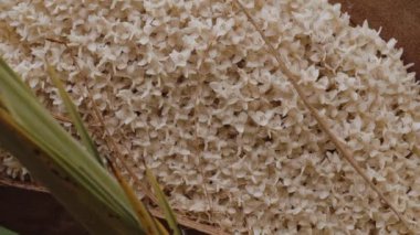 Fas 'ın hurma çiçeği ile erkek hurma ağacının arılarını birbirine yaklaştırın. Tozlaşma, çevresel arka plan görüntüleri.