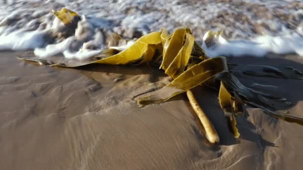 Sjögräs Alger Havsgrönsaker Vatten Stranden Essaouira Marocko Långsamma Rörelser — Stockvideo