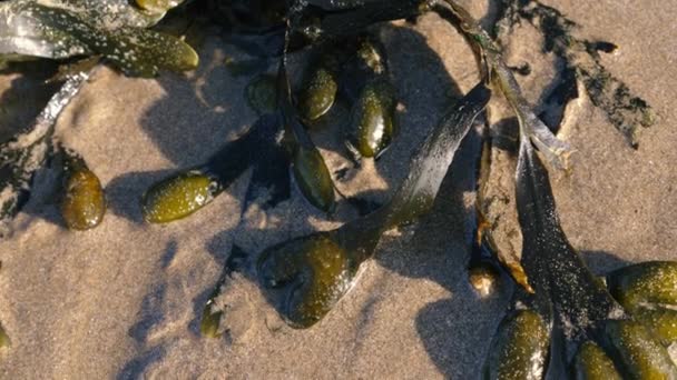 Sjögräs Alger Havsgrönsaker Vatten Stranden Essaouira Marocko Långsamma Rörelser — Stockvideo