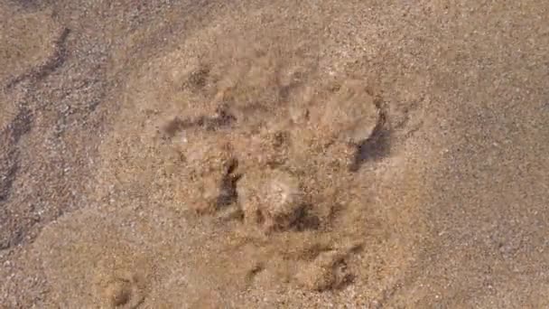 Burbujas Arena Playa Con Agua Limpia Movimiento Pequeños Géiseres Arena — Vídeo de stock