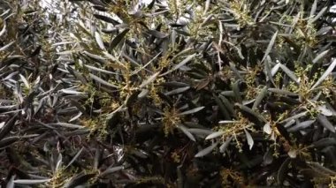 Zeytin ağacı (Olea europaea) rüzgarda sallanan çiçeklerle birlikte dallar, Fas, yavaş çekim.