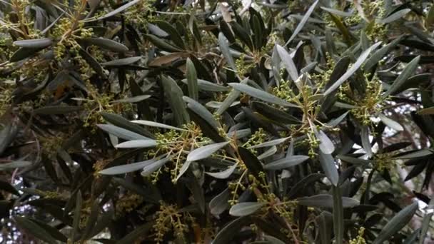 Olive Tree Olea Europaea Branches Blossoms Sway Wind Spring Morocco — Stock Video