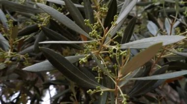 Zeytin ağacı (Olea europaea) rüzgarda sallanan çiçeklerle birlikte dallar, Fas, yavaş çekim.