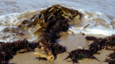 Deniz yosunu, yosun, deniz sebzeleri Essaouira, Fas 'ta sahilde. Yavaş çekim.