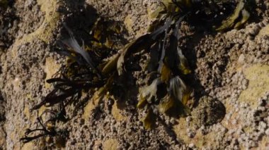 Deniz yosunu, yosun, deniz sebzesi Essaouira, Fas sahilinde bir kayanın üzerinde. Yavaş çekim.