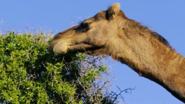 Essaouira, Fas 'taki bir çalılıktan yaprak yiyen bir deve kafasının (dromedary) yakın çekimi.