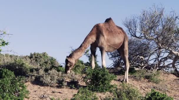 Camelo Dromedário Come Folhas Arbusto Nas Dunas Areia Praia Essaouira — Vídeo de Stock