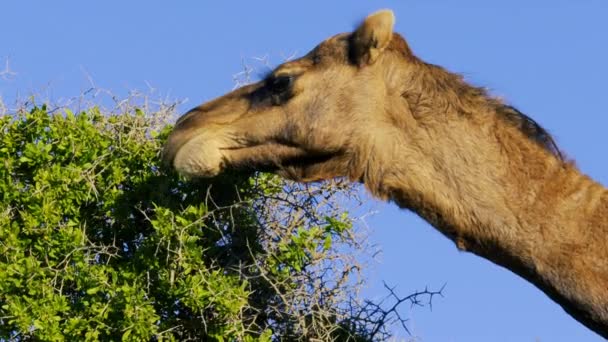 Zbliżenie Głowy Wielbłąda Dromedary Który Zjada Liście Krzewu Essaouira Maroko — Wideo stockowe