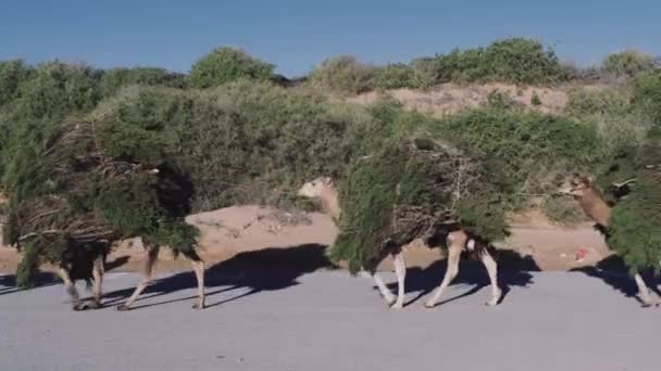 木や茂みから枝を運ぶラクダ キャラバン モロッコのEssaouira モロッコで働く動物 — ストック動画