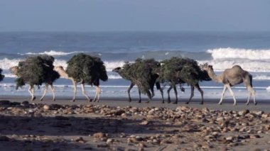 Ulaşım, Essaouira, Fas 'ta çalışan hayvanlar. Bir deve kervanı; ağaçlardan, çalılardan ve kumsalda yürür..