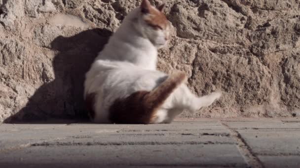 モロッコのエサウイラの通りで ホームレスの猫が毛皮を舐めているのを見て悲しみました ダーティ 面白いストリートキャット身づくろいです ヴィンテージ感 ミュート色 — ストック動画