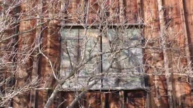 Eski bir çiftlik evinin önündeki yapraksız ağaç, ahır, pencereli ahşap ön duvar, Wildhaus kırsalında, St Gallen, İsviçre. Eski kırsal mimarinin ayrıntıları, İsviçre 'deki dağ kulübesi..