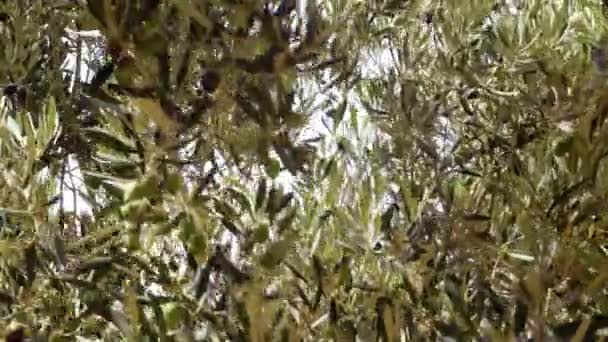 橄榄树 Olea Europaea 上的黑橄榄树和绿橄榄树 树枝在风中摇曳 慢动作 阳光穿过树枝 环境性质背景 — 图库视频影像