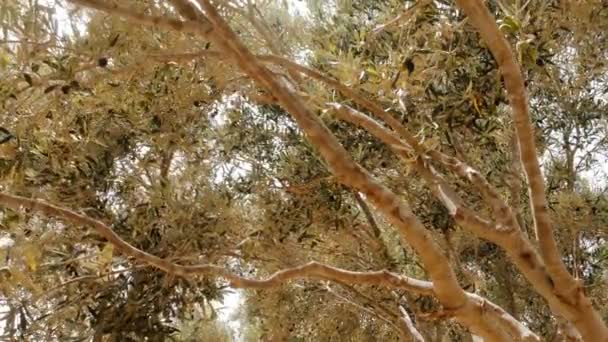 大きなオリーブの木 Olea Europeea 風に揺れるオリーブの枝 スローモーション 太陽が枝を通して輝く バックライト付き 明るく 暖かく 日当たりの良い — ストック動画