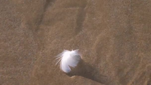 風に吹かれながらビーチのきれいな水の中に羽が浮かんでいます 自然背景映像 — ストック動画