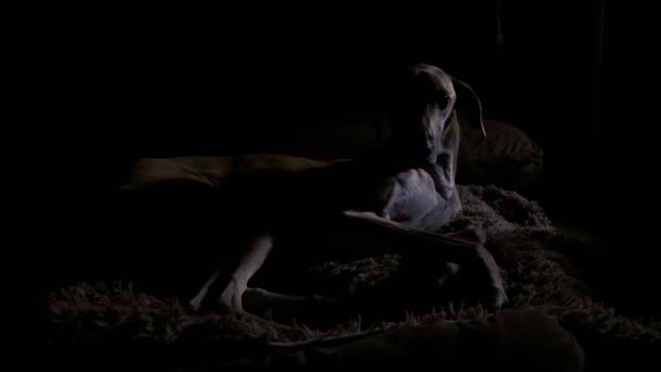 Uma Bela Fêmea Sloughi Cão Galgo Coloca Escuro Com Metade — Vídeo de Stock