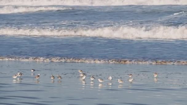 Зграя Західних Пісковиків Calidris Mauri Біля Пляжного Освоєння Превалювання Морських — стокове відео