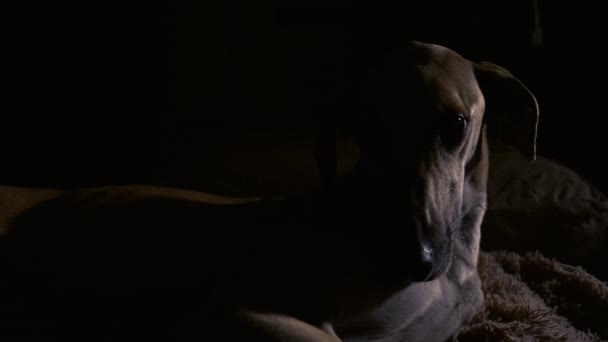 顔の半分がライトアップされ 暗い闇の中に寝そべっている美しい女性スローイ グレイハウンド犬のクローズアップ肖像画 芸術的 ダーク ブラック ローキーの映像 — ストック動画
