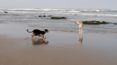 Essaouira, Fas 'ta kumsalda kahverengi ve siyah bir Sloughi köpeği (Arap tazısı) oynar..