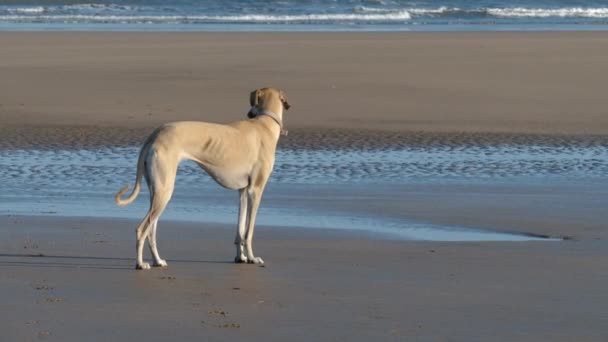 Een Bruine Sloughi Hond Arabische Windhond Zijprofiel Aan Het Strand — Stockvideo