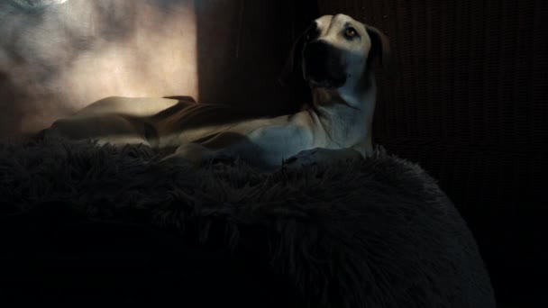 美しい女性スローイ グレイハウンドの犬が体の一部を照らして闇の中に寝そべっている 芸術的で暗くて重要な映像が — ストック動画