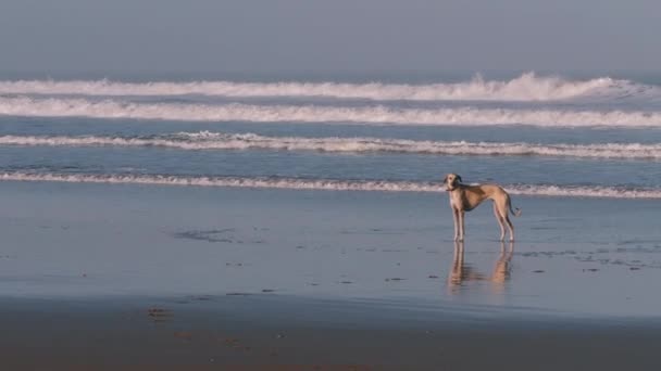 Brown Sloughi Dog Arabian Greyhound Side Profile Beach Tidal Waves — Vídeos de Stock