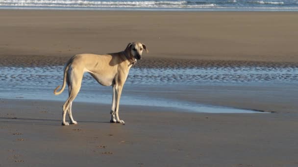 Cão Sloughi Marrom Galgo Árabe Olhando Para Câmera Praia Essaouira — Vídeo de Stock