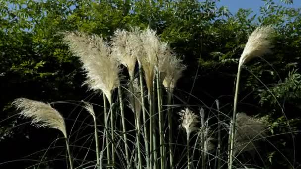 Slow Moving Pampas Grass Flowers Swaying Wind Slow Motion Footage — Vídeos de Stock