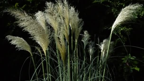 Pampas Grass Swaying Wind Slow Motion Footage Camera Moving Flowers — Vídeos de Stock