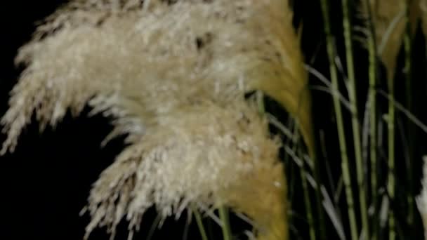 Closeup Slow Moving Pampas Grass Flowers Swaying Wind Starting Out — Vídeos de Stock