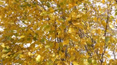 Sonbaharda kayın ağacının (Fagus) sarı yaprakları. Doğa arkaplan görüntüleri.