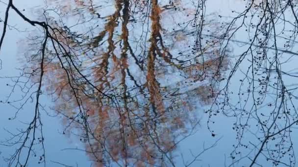 Reflektioner Ett Bokträd Fagus Hösten Vintern Mjukt Rörligt Vatten Sjö — Stockvideo