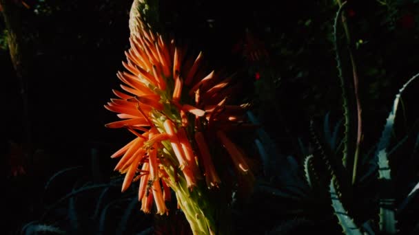 Flor Aloe Vera Naranja Aloe Candelabro Con Abejas Recolectando Polen — Vídeo de stock