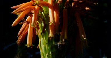 Arıların polen topladığı turuncu Aloe Vera çiçeğinin (şamdan aloe) Macro yakın çekimi. Kopya alanı olan doğa arkaplan görüntüleri, yavaş çekim görüntüleri.