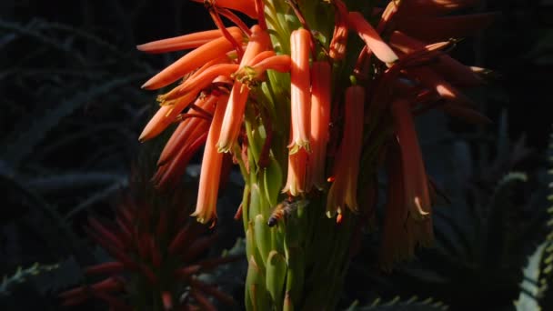 Närbild Apelsin Aloe Vera Blomma Kandelabra Aloe Med Bin Som — Stockvideo