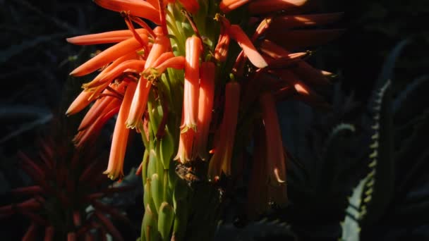 花粉を採集するミツバチとオレンジアロエベラの花 カンデラアロエ スローモーション映像 — ストック動画