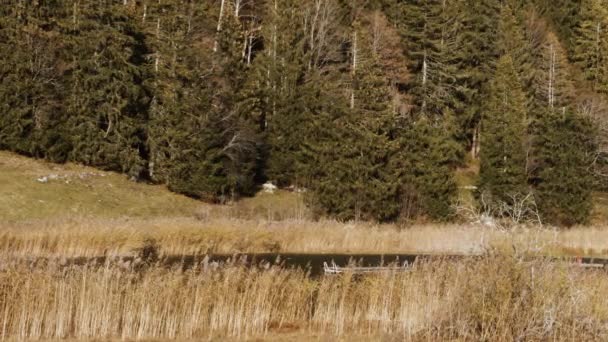 Hierba Natural Pampas Con Lago Bosque Otoño Suiza Rural Imágenes — Vídeo de stock
