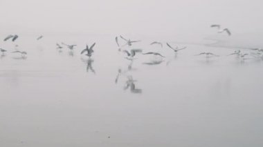 A flock of seagulls fly at the beach in a misty morning. Essaouira, Morocco, Atlantic coast.