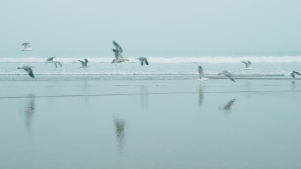 Flock Seagulls Fly Early Morning Beach Essaouira Morocco Atlantic Coast — Vídeos de Stock