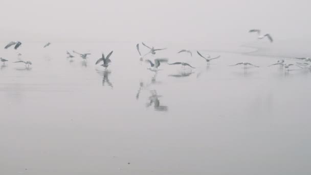 Flock Seagulls Fly Beach Misty Morning Essaouira Morocco Atlantic Coast — Stockvideo