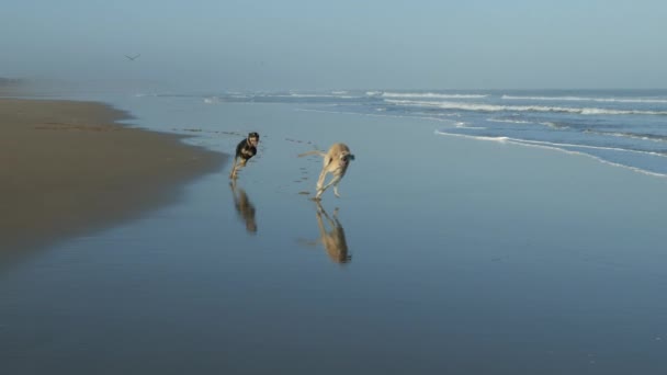在摩洛哥的Essaouira 一只棕色和一只黑色的Sloughi灰狗 阿拉伯灰狗 从海滩跑到海里 慢镜头 — 图库视频影像