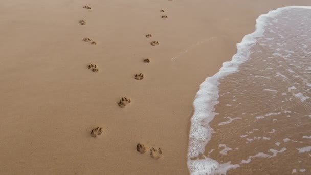 Dog Footprints Beach Sand Two Dogs Crossing Sea Water Tide — Stockvideo